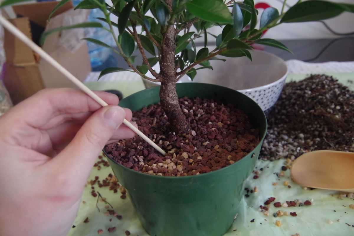 Фикус микрокарпа: пересадка и уход в домашних условиях, а также о размножении растения черенками и как красиво обрезать крону, как сделать дерево бонсай?