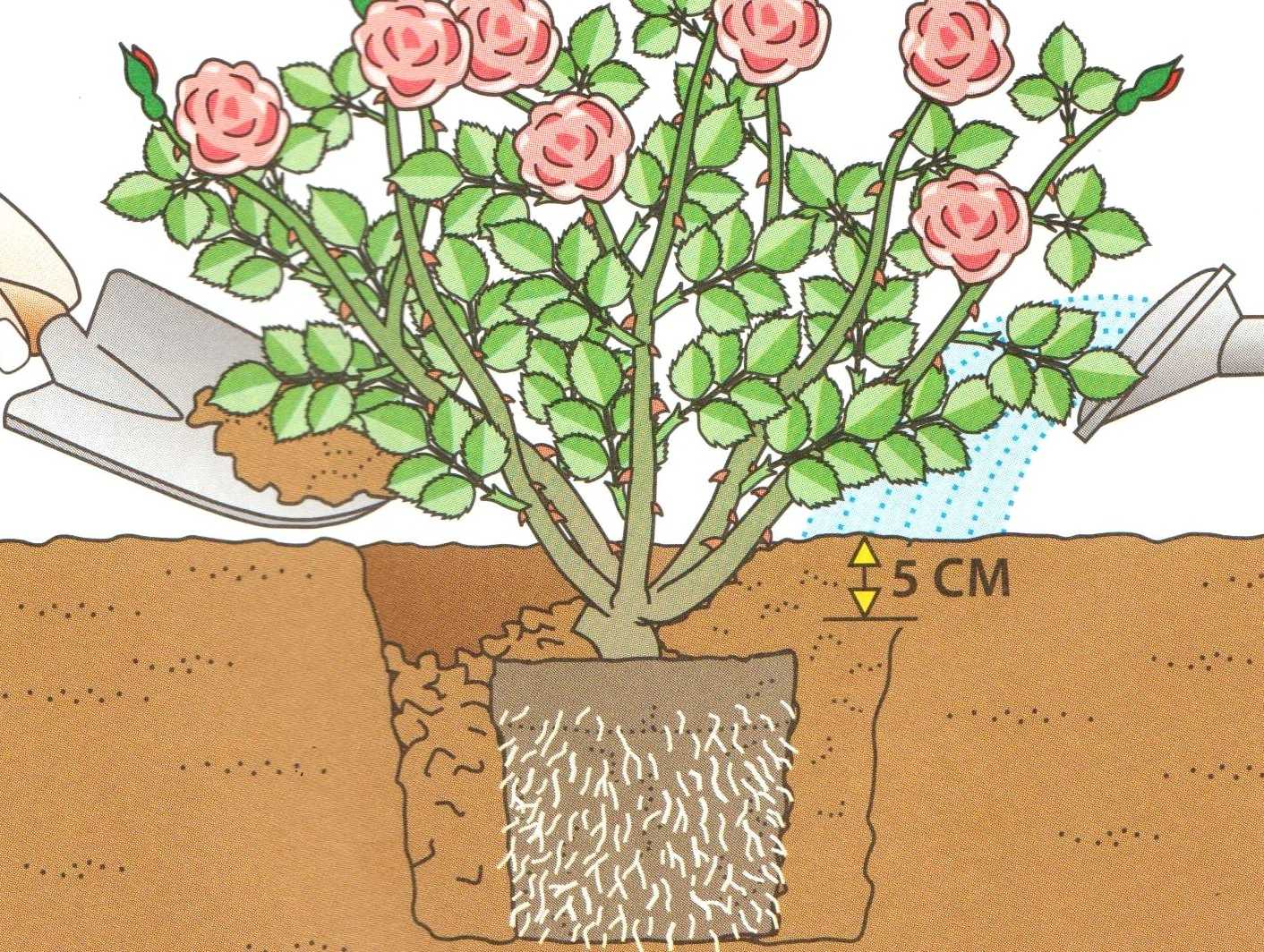 Плетистая роза посадка и уход. как посадить розы летом в грунт