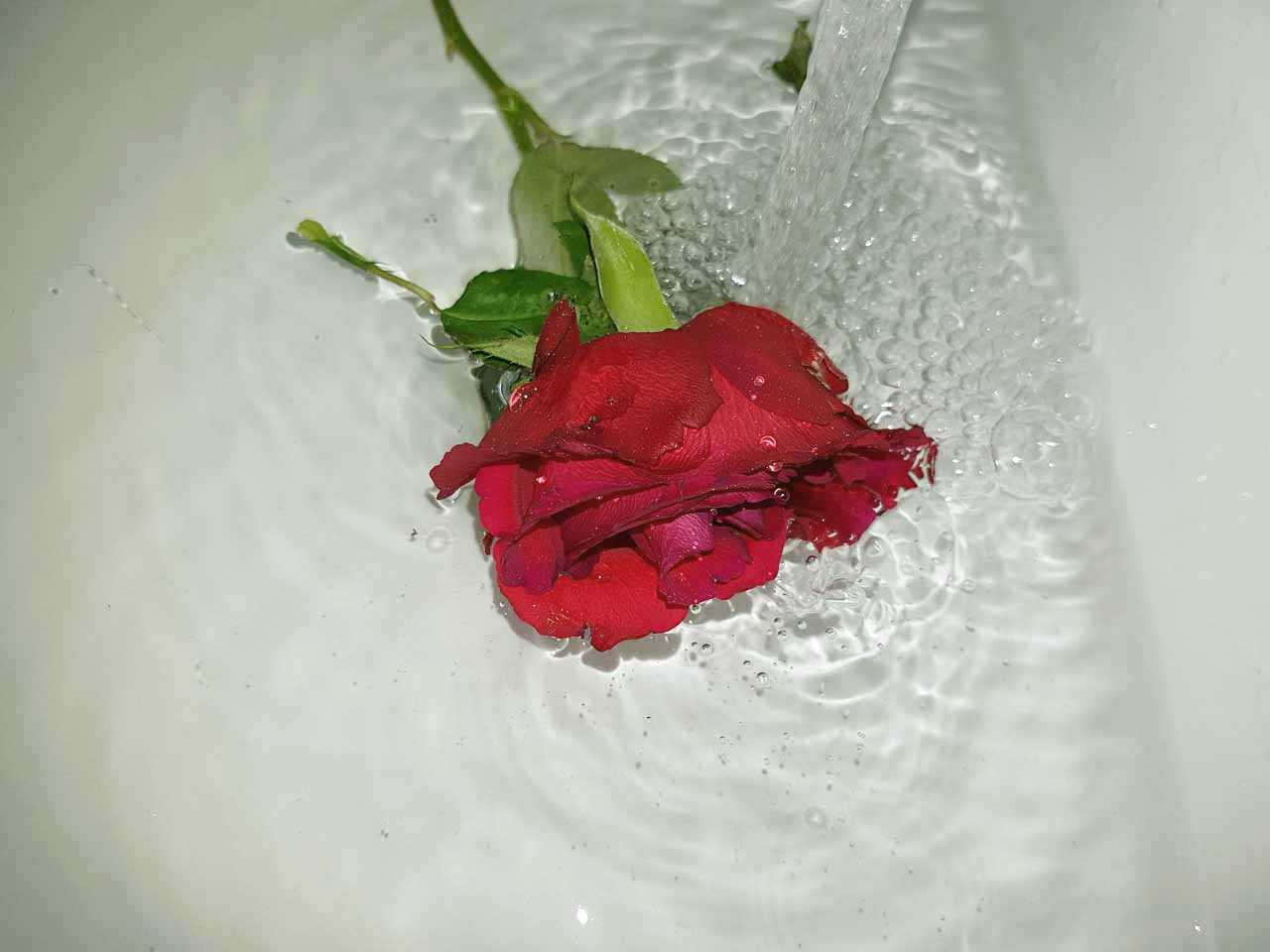 ᐉ как оживить розы если они завяли - godacha.ru