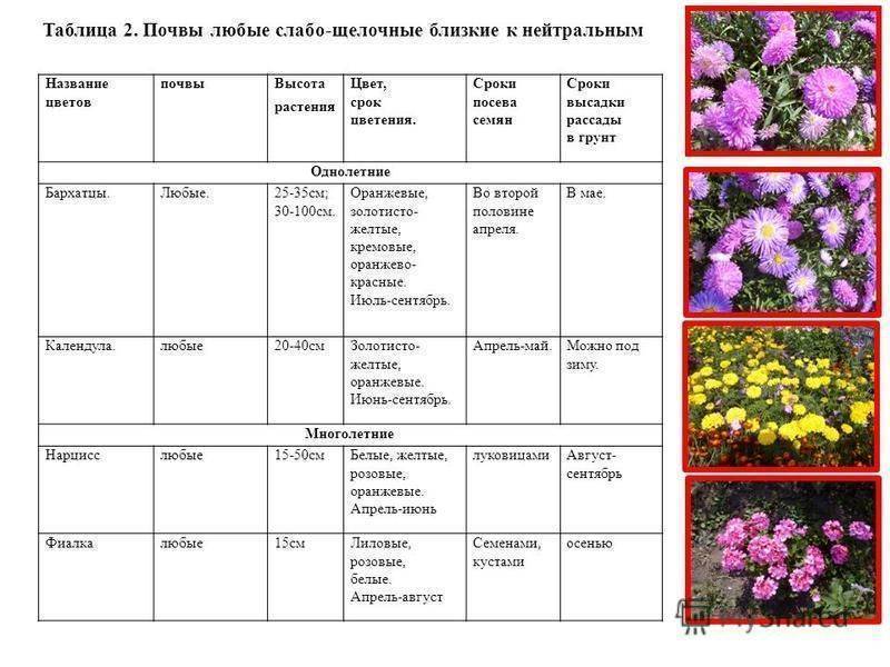 Подкормка лилейников весной и летом: когда и чем удобрять для роста и цветения