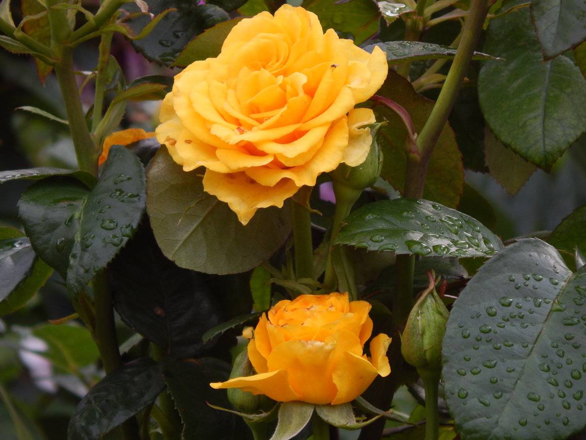 Чем привлекает чайно-гибридная роза керио садоводов: отзывы и фото