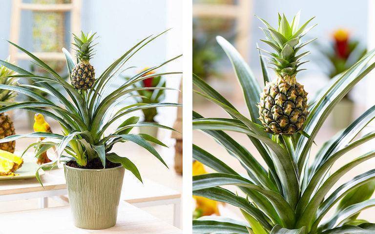 Как вырастить ананас дома? уход за ананасом в домашних условиях. фото — ботаничка