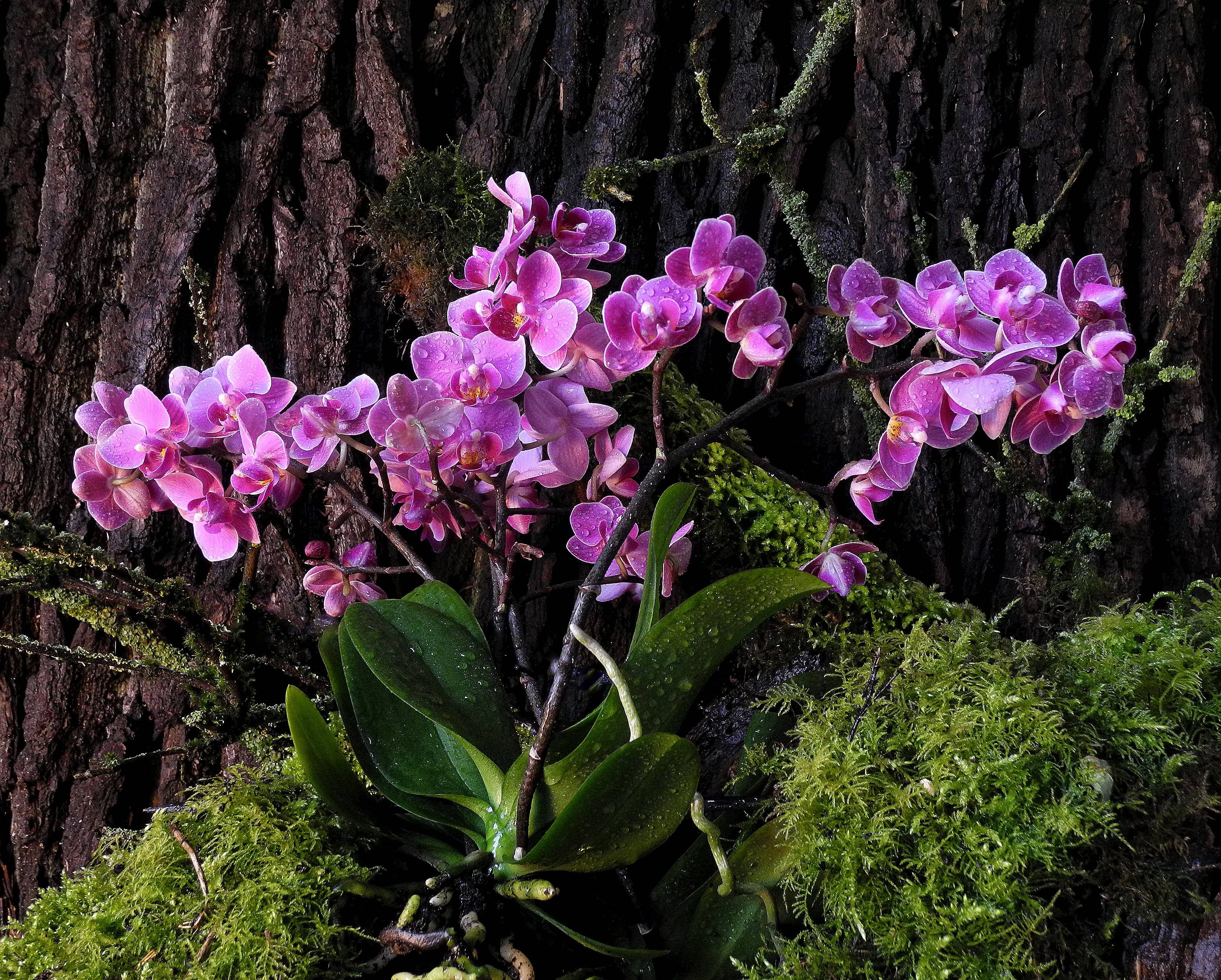 Цветок дикая орхидеи: где наиболее благоприятная среда для произрастания, чем отличается от домашнего цветка и какие виды наиболее распространены, фото