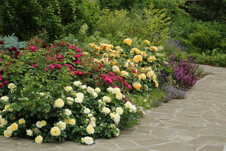 Описание почвопокровной розы-шраб сорта надя мейяндекор: агротехника