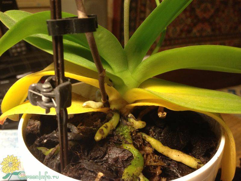 Почему желтеют листья у орхидеи фаленопсис и что делать, чтобы помочь растению, от чего зависит появление проблемы у цветка на нижних и верхних органах фотосинтеза