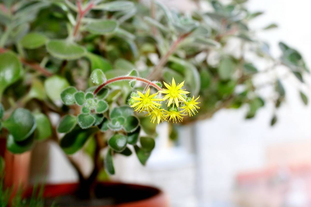 Цветы для дома, комнатные растения, приносящие счастье, благополучие и удачу