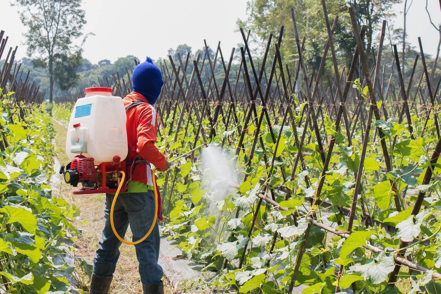 Пестициды: чем опасны и полезны в сельском хозяйстве - теплицы + парники своими руками