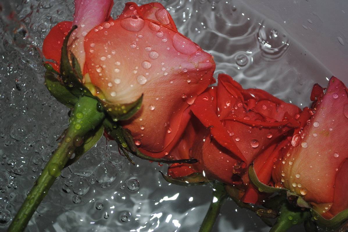 Как сохранить розы в вазе дольше всего: эффективные способы