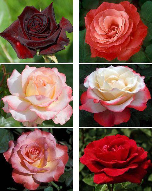 Роза блаш (blush) — описание и характеристики сорта