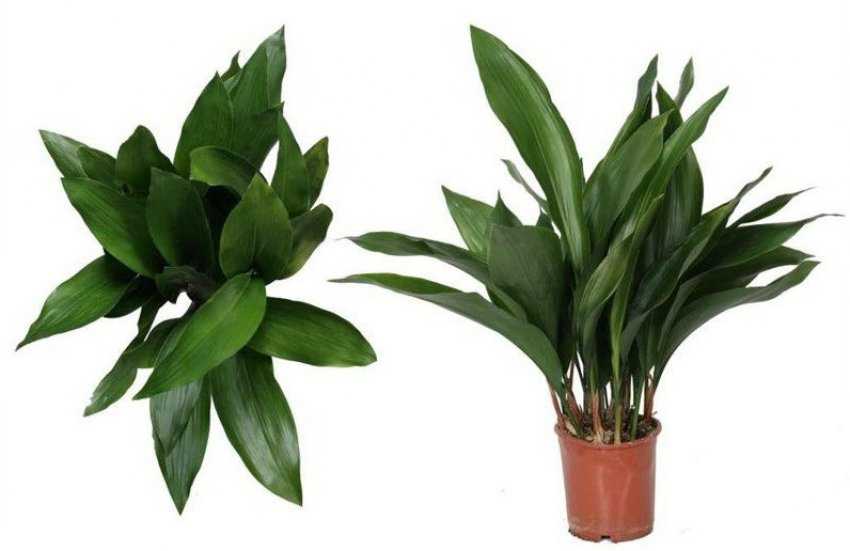 Аспидистра или чугунное растение: 12 видов с фото