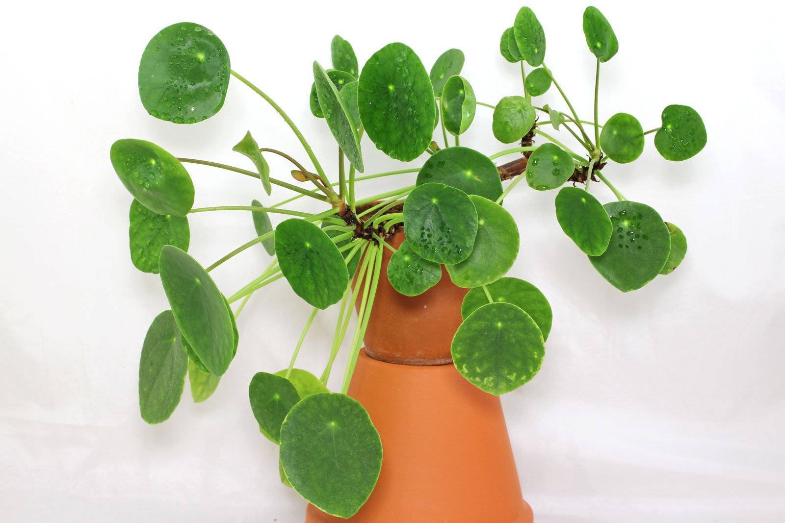 Пилея. Пилея пеперомиевидная. Пипея папеиромевидная. Пилея peperomioides. Pilea peperomioides пилея пеперомиевидная.