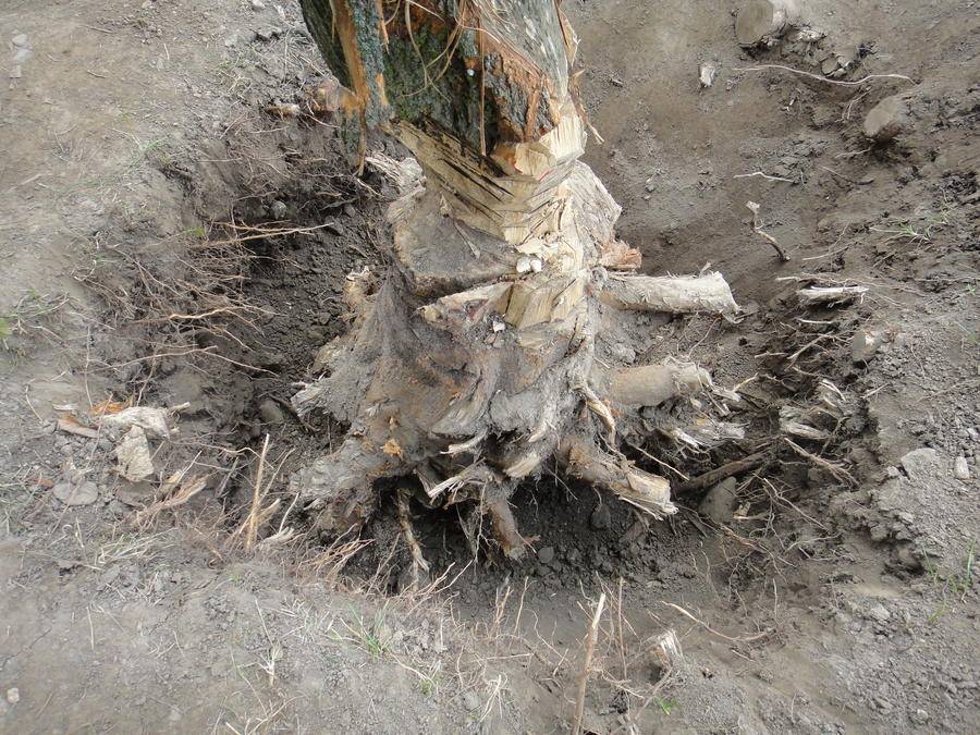 Как удалить с участка пни, корни, ненужные деревья; разные способы