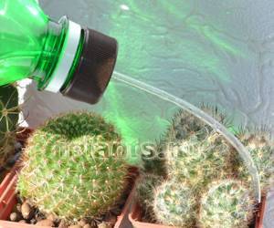 Как правильно поливать кактусы чтобы избежать ошибок в уходе