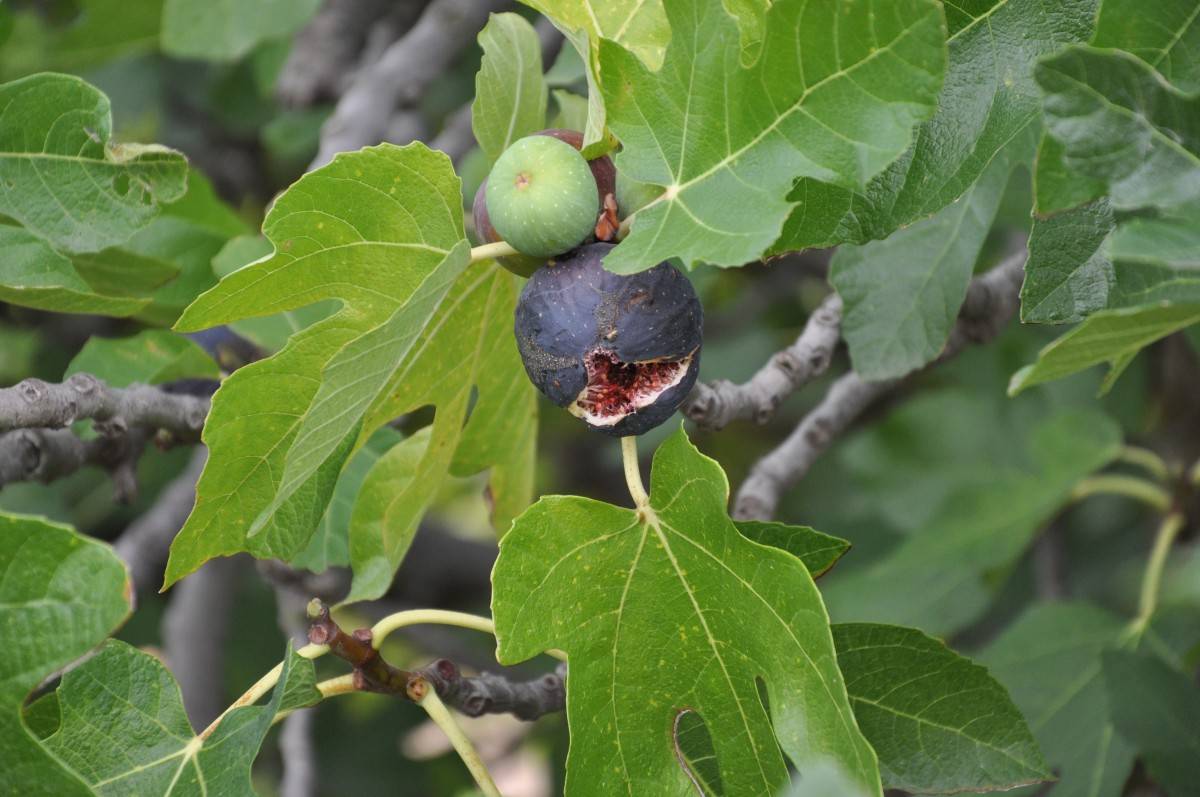 Фото деревьев и плодов инжира