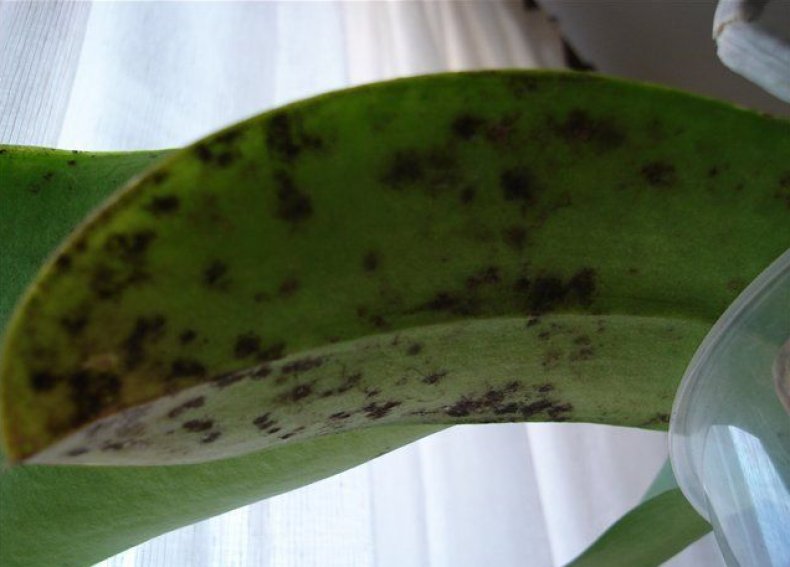 Болезни орхидей: классификация, описание, способы лечения и восстановления