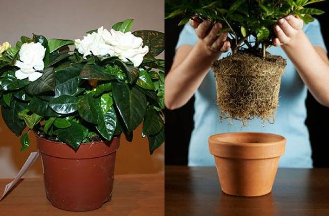 Что такое гардения - комнатный цветок пион или кустарник: описание, уход растениями, размножение, болезни, фото
