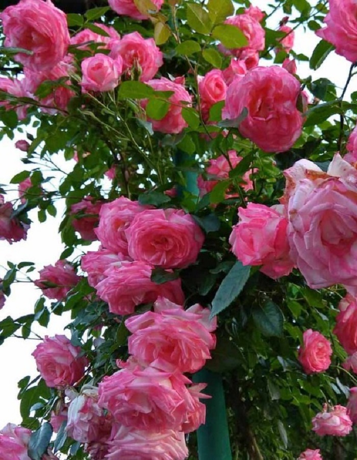 Роза хендель (handel) — особенности посадки и ухода