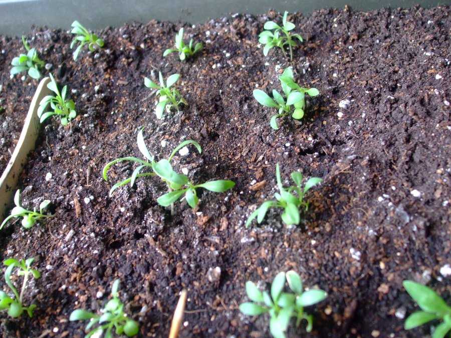 Выращивание ибериса из семян: посадка семян на рассаду, уход, высадка