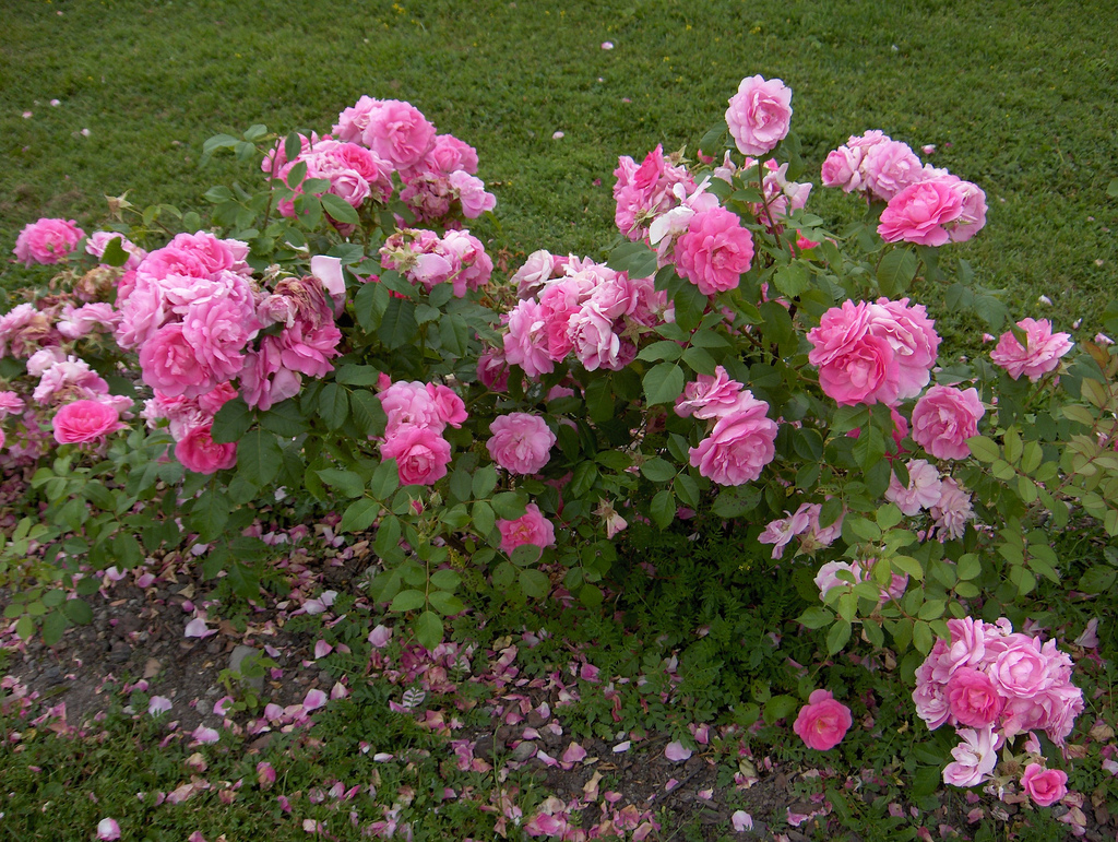 Выращивание парковых роз: советы опытных цветоводов