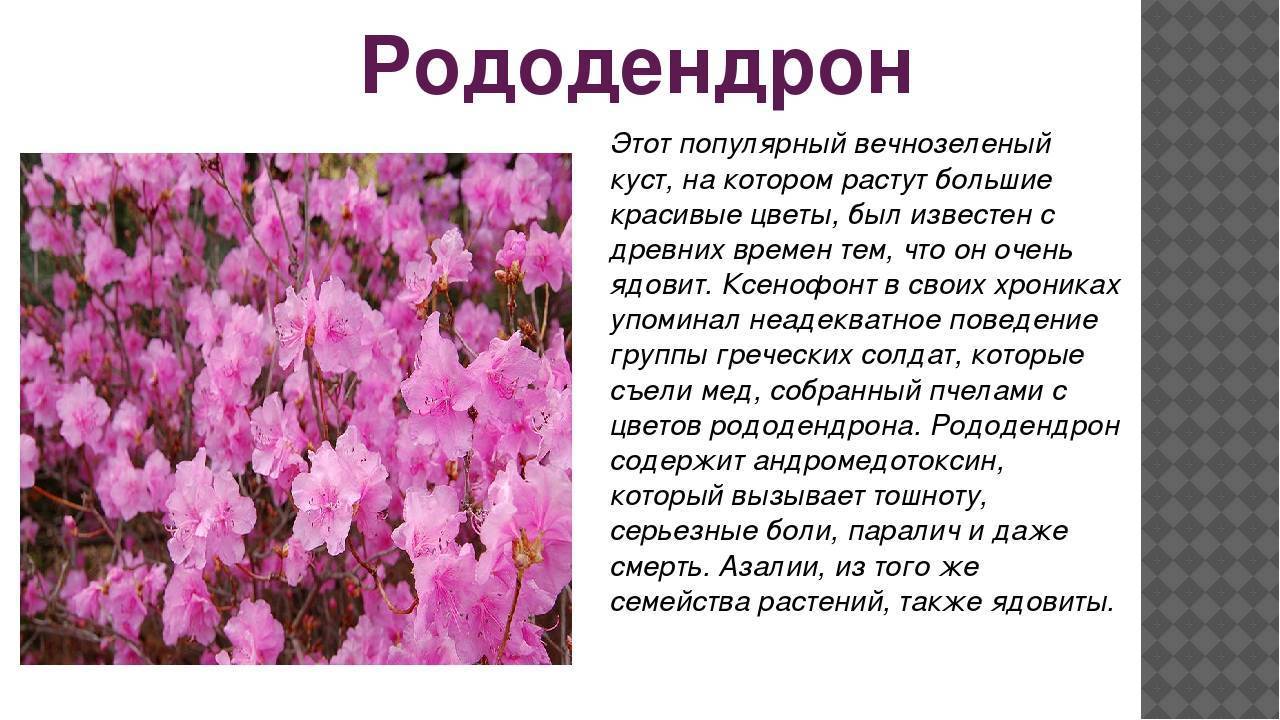 Рододендрон: посадка и уход в открытом грунте, фото, сорта, размножение, выращивание и сочетание в ландшафтном дизайне