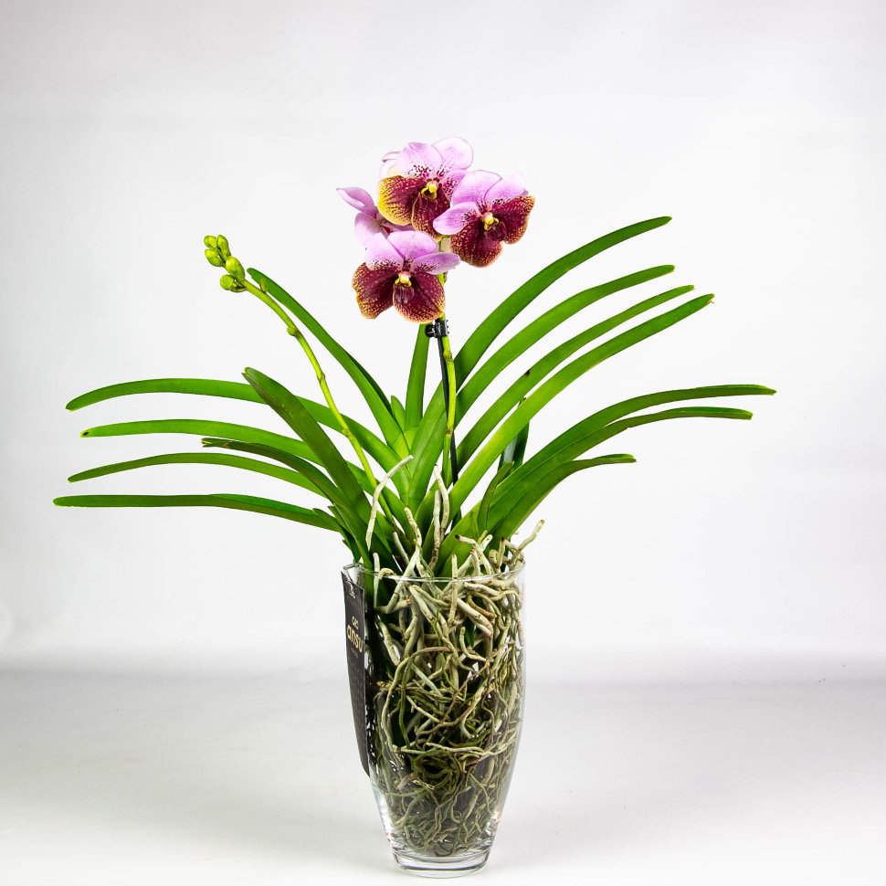 Прекрасная и капризная орхидея ванда