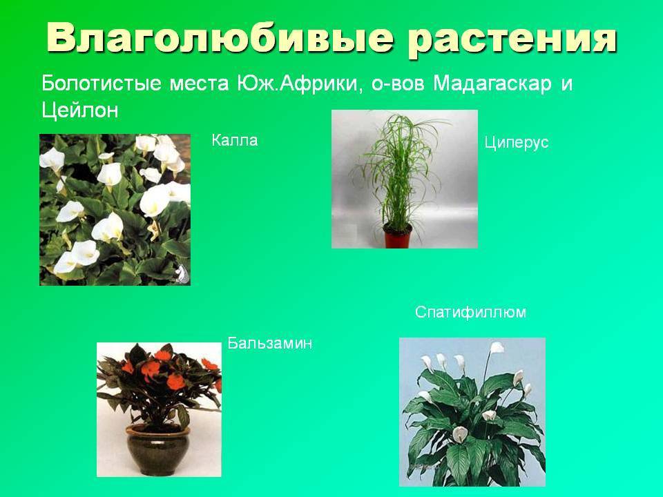 Топ-15 декоративных засухоустойчивых растений для сада