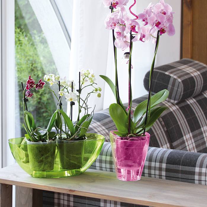 Можно ли сажать орхидею в непрозрачный горшок, обязательно ли посадить в прозрачный горшок или нет и почему?