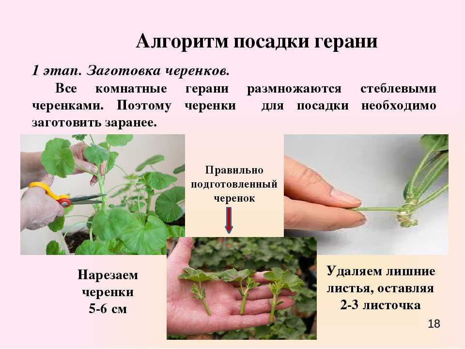 Выращивание рассады пеларгонии (герани) в домашних условиях: посадка и уход