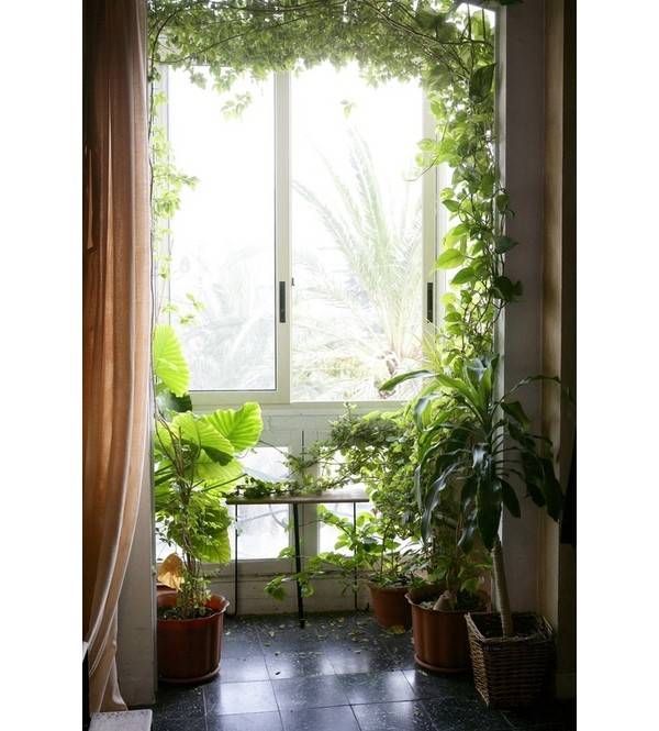 Какие комнатные цветы могут без проблем расти на южном окне