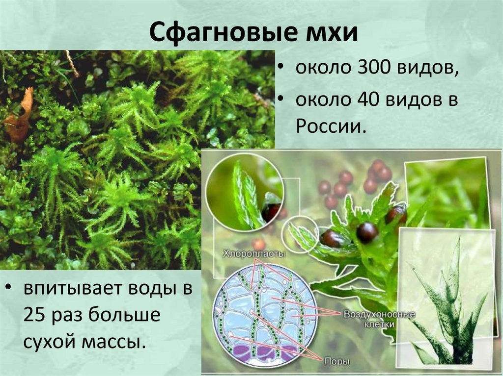 Мох сфагнум - использование для растений, полезные свойства, фото