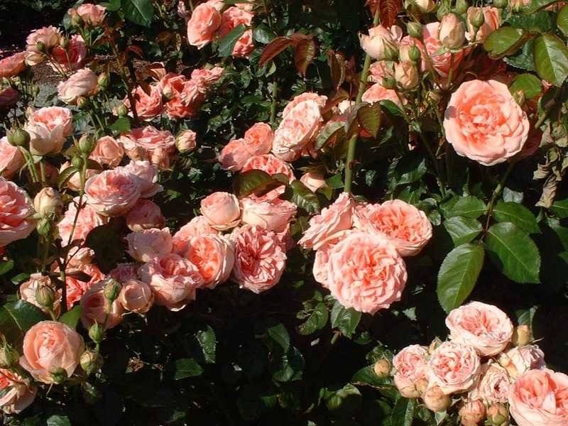 Самые лучшие сорта плетистых роз для выращивания в россии в 2023 года.