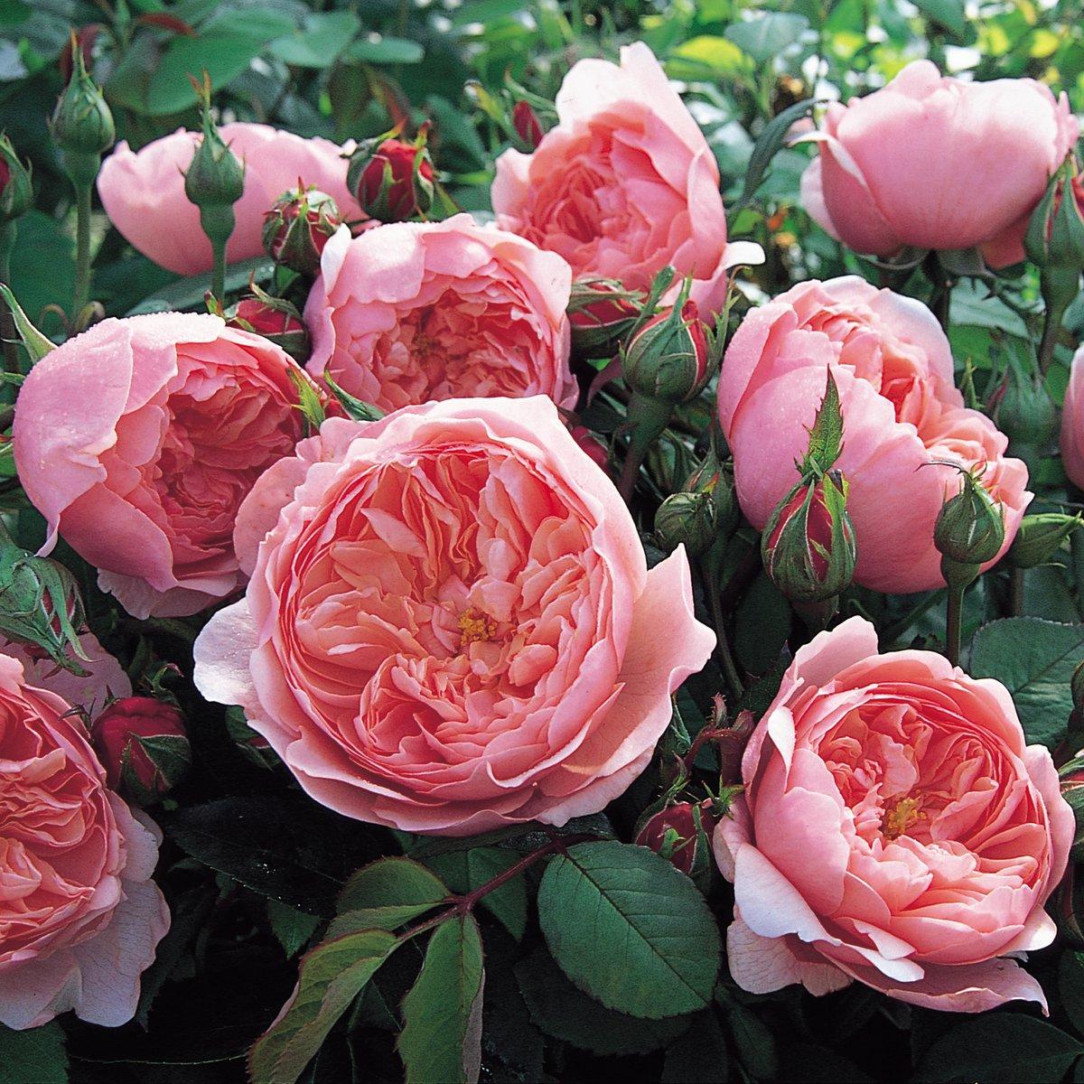 Kordes brillant – красивый сорт роз, с продолжительным цветением