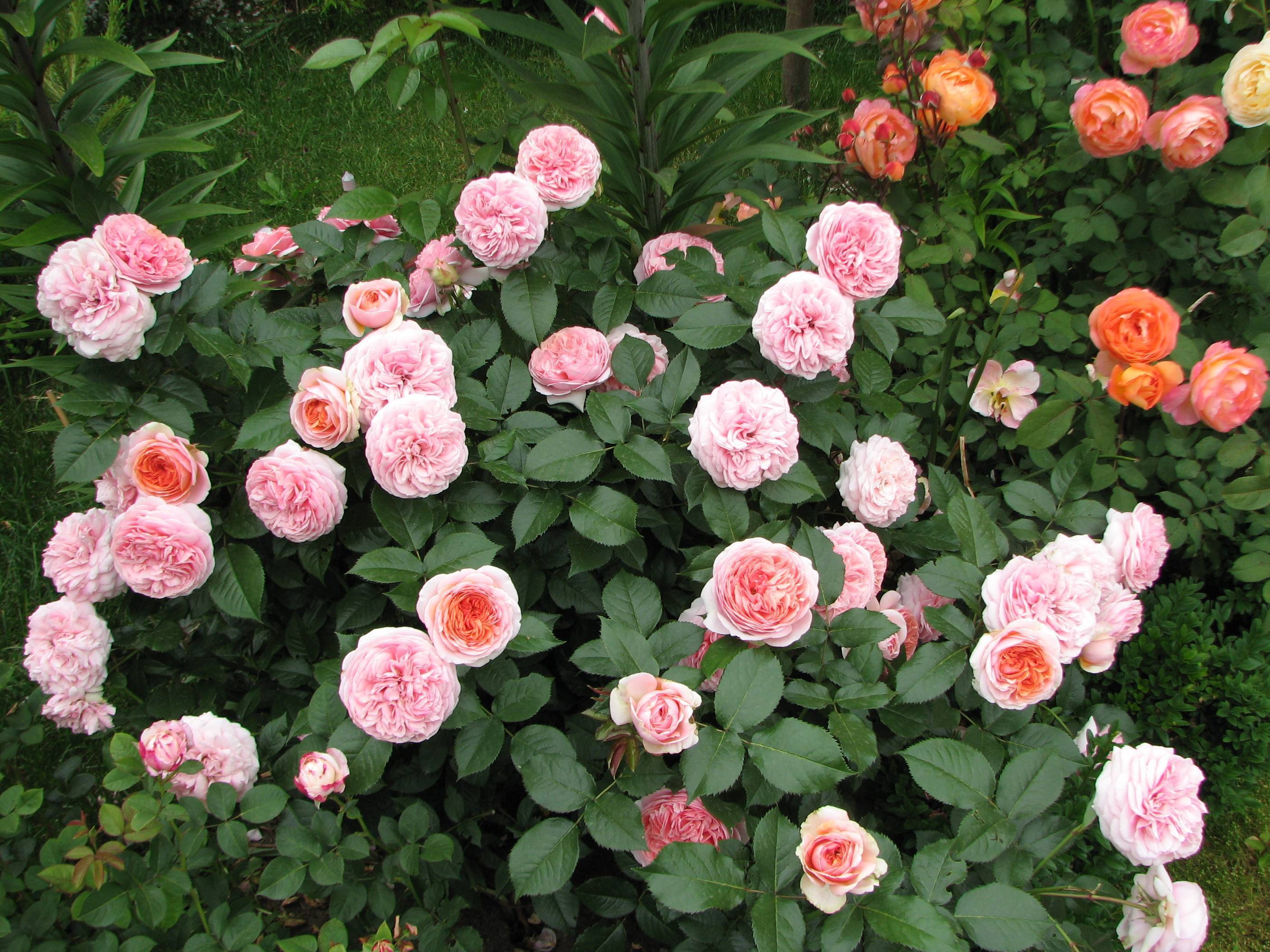 Роза чиппендейл, выращивание и уход, фото