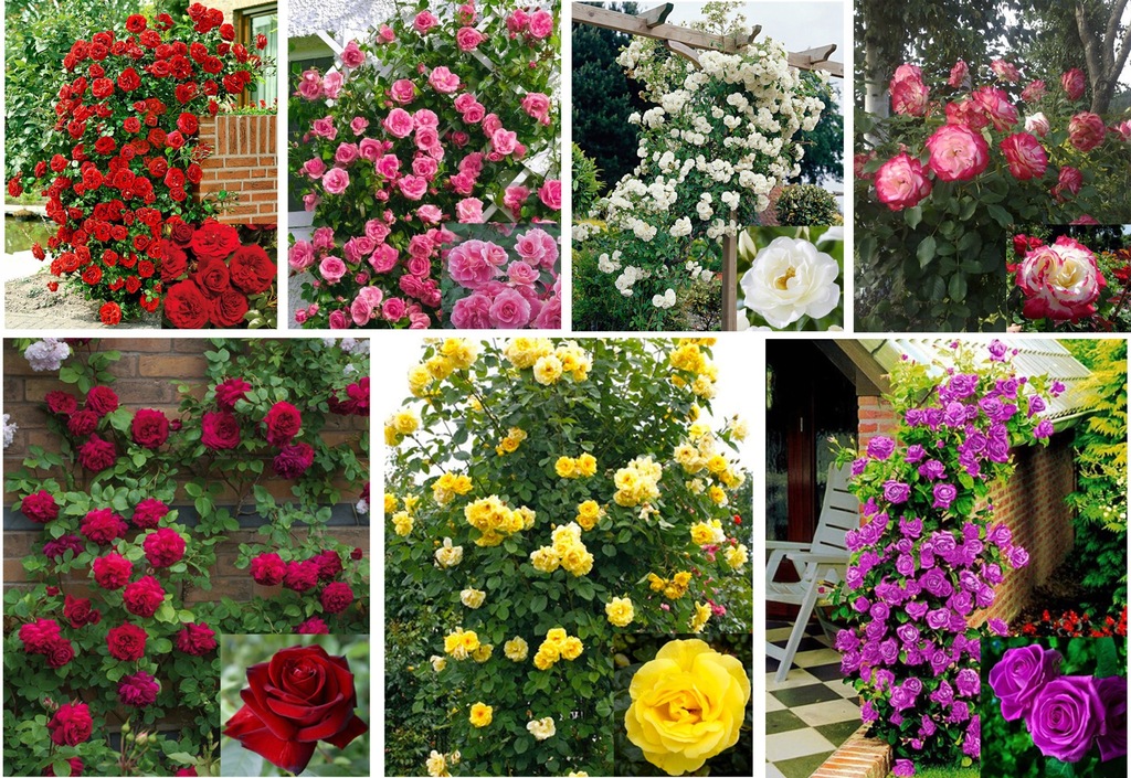 Разновидность плетущейся розы казино: описание сорта клаймбера, как выращивать