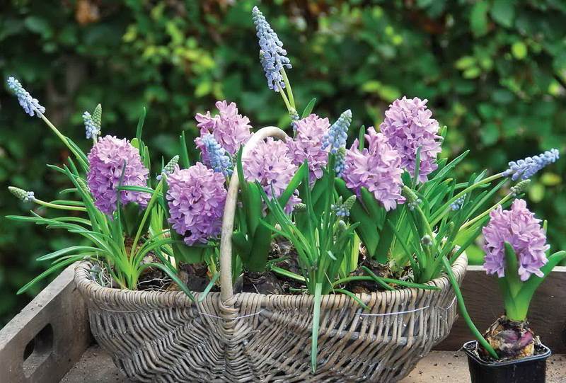 Гиацинты – фото цветов, сорта, посадка и уход  в открытом грунте