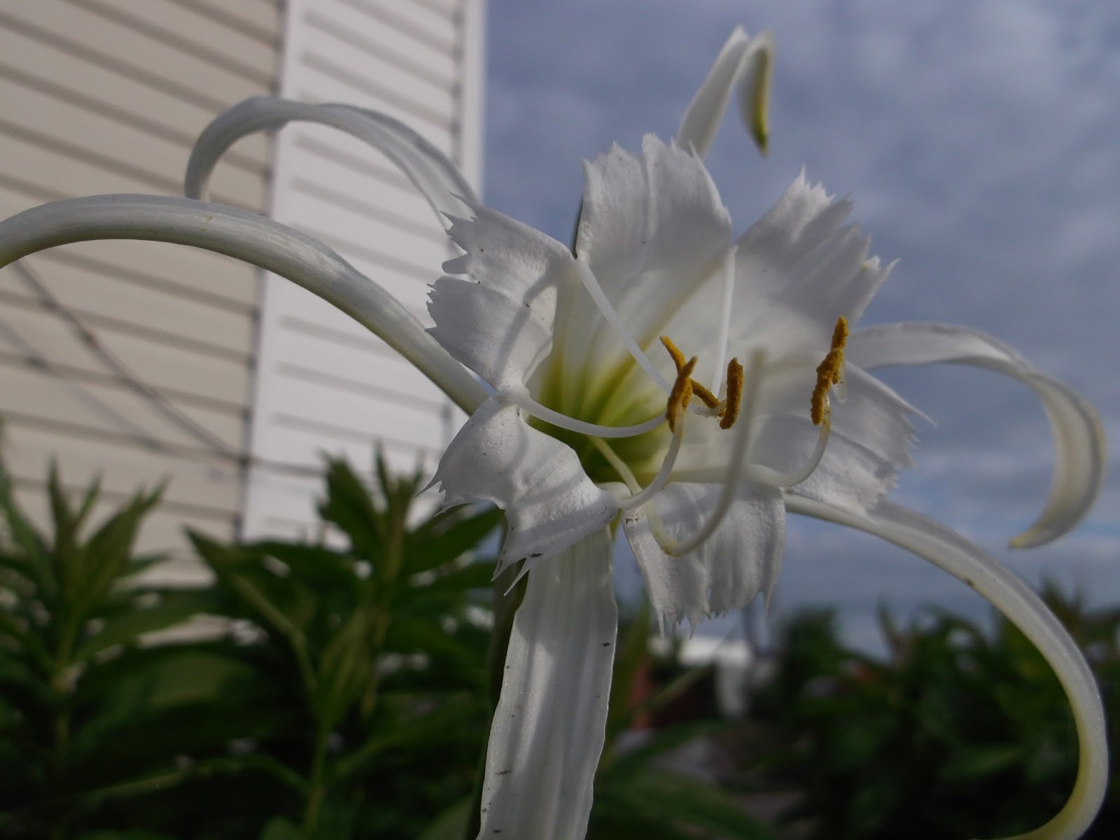 Гименокаллис карибский комнатные растения - как ухаживать за цветком в домашних условиях.