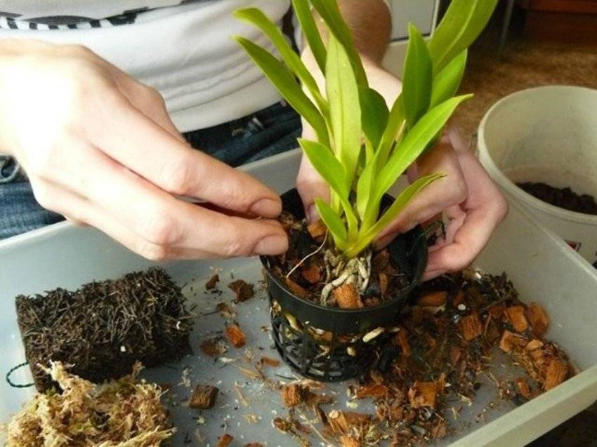 Орхидея мильтония: выращивание в домашних условиях