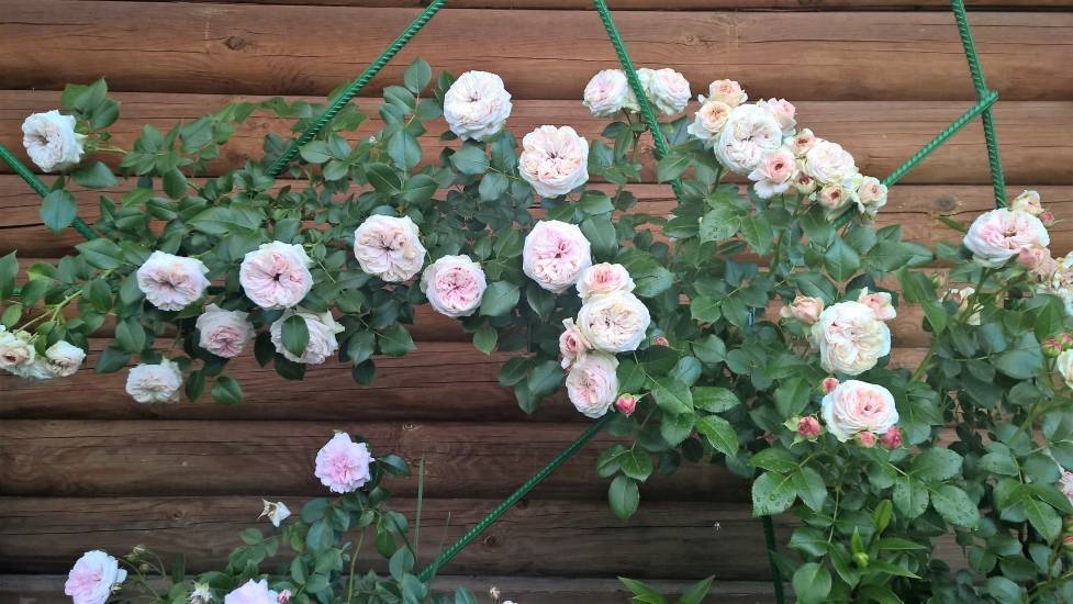 Сорта вьющихся роз, которые украсят садовый участок