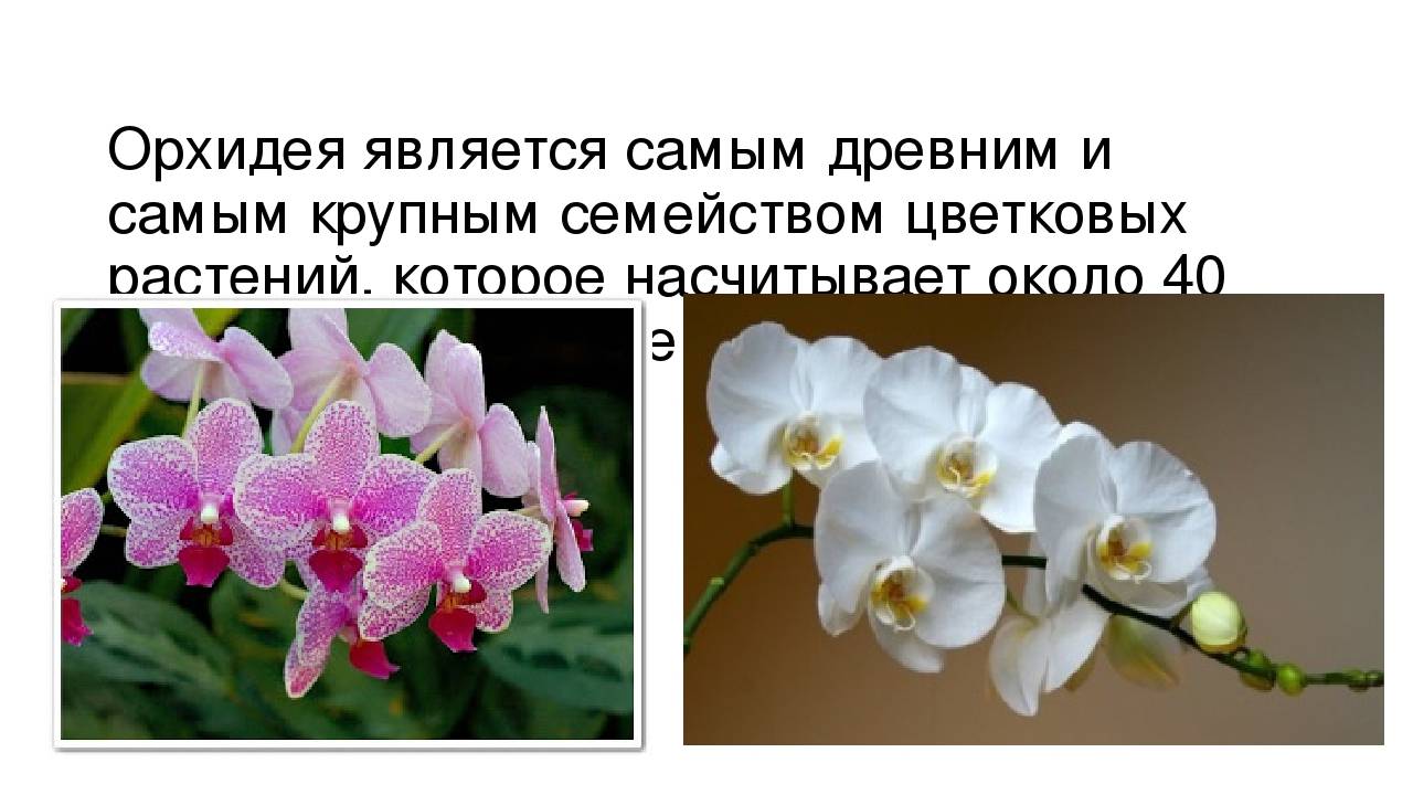Цветок орхидея. магические свойства