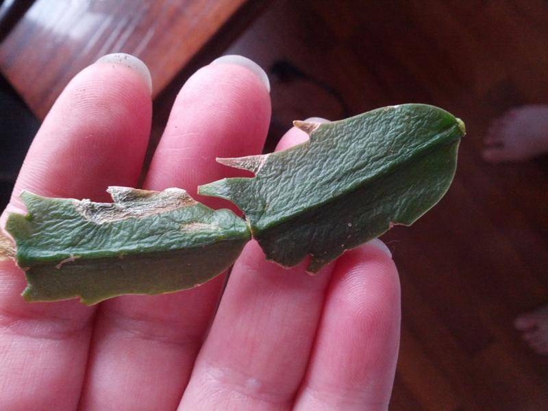 Вялые листья у декабриста: почему и что делать в домашних условиях