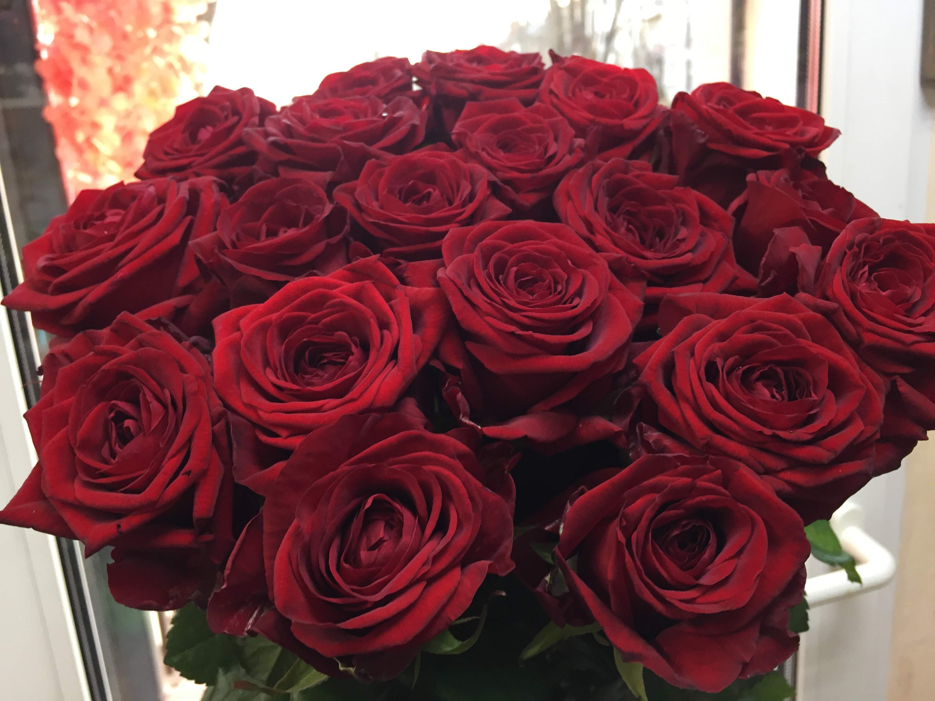 Изысканная роза ред наоми: описание и фото сорта, особенности цветения, уход и другие нюансы