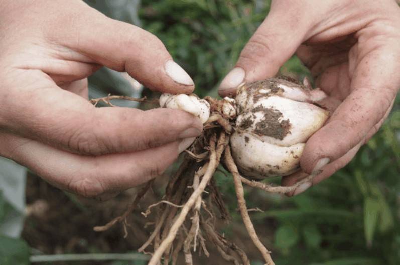 Пересадка лилий осенью: как разделить луковицы, сделать лунки и посадить на новом месте