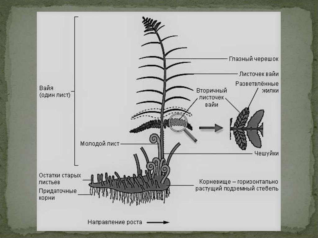Папоротникообразные растения – таблица