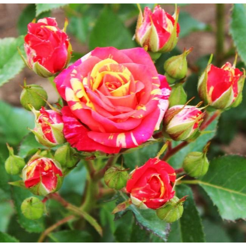 Миниатюрные контейнерные розы — как спасти и выращивать в саду? описание сортов, фото — ботаничка