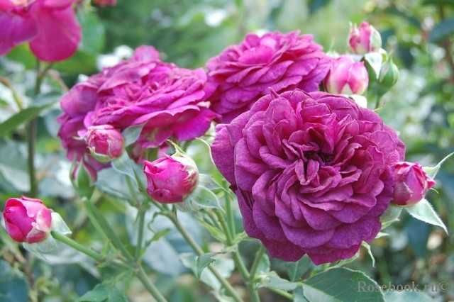 Описание садового сорта розы эбб тайд она же перпл эден из группы флорибунда