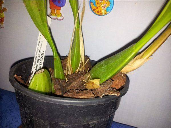 Корневая система орхидей | блог об орхидеях