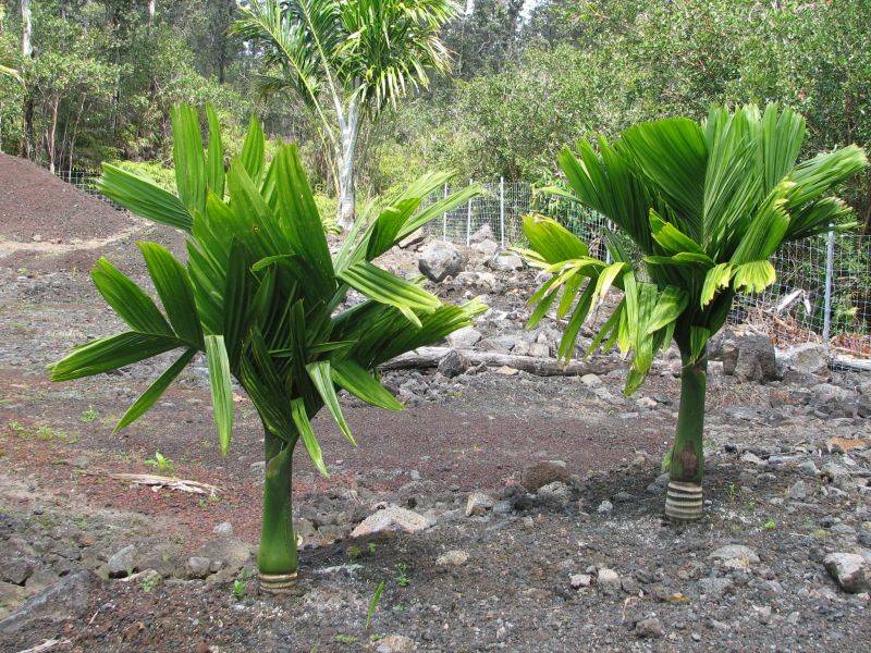 Хризалидокарпус — золотой плод. уход, выращивание. пальма. фото. — ботаничка