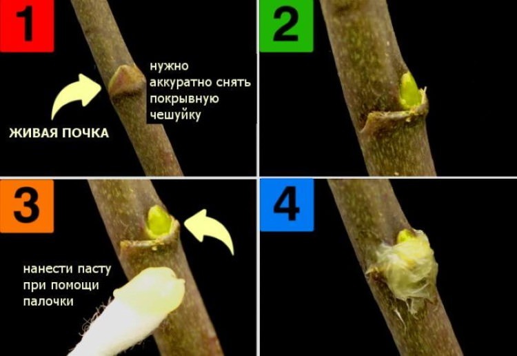 Использование цитокининовой пасты для орхидеи: для цветения, размножения