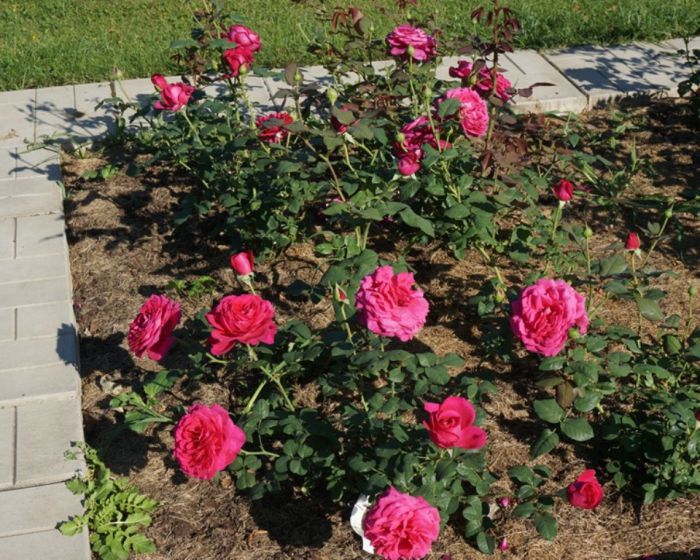 Сортовая роза «иоганн вольфганг гете»: особенности культуры и советы по уходу