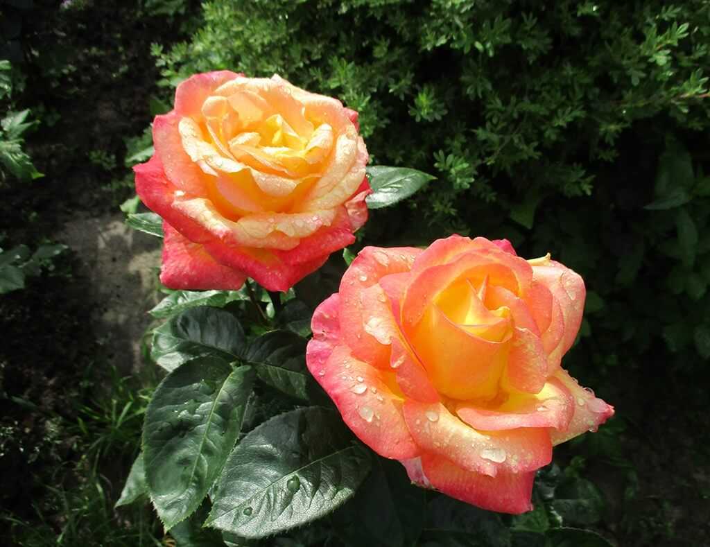 Изящное украшение сада — роза восточный экспресс: фото, описание и секреты выращивания